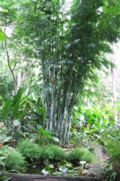 Baby Blue Bamboo - Bambusa Chungii 'Barbelatta' - 2 Gallon Pot -Garden Care Bamboo Barbelatta 15