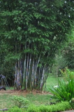 Baby Blue Bamboo - Bambusa Chungii 'Barbelatta' - 2 Gallon Pot -Garden Care Bamboo Barbelatta 16