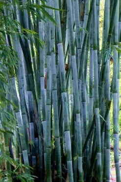 Baby Blue Bamboo - Bambusa Chungii 'Barbelatta' - 2 Gallon Pot -Garden Care Bamboo Barbelatta 21