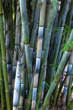 Baby Blue Bamboo - Bambusa Chungii 'Barbelatta' - 2 Gallon Pot -Garden Care Bamboo Barbelatta 3