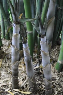 Baby Blue Bamboo - Bambusa Chungii 'Barbelatta' - 2 Gallon Pot -Garden Care Bamboo Barbelatta 4