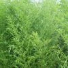 Bisset Bamboo (Phyllostachys Bissetii) - 3 Gallon Pot (2-4')
