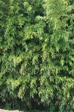 Bisset Bamboo (Phyllostachys Bissetii) - 3 Gallon Pot (2-4') 14 Bisset Bamboo (Phyllostachys Bissetii) - 3 Gallon Pot (2-4') -Garden Care Bamboo Bisettii 2