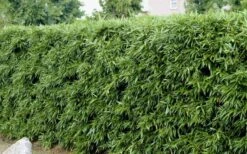 Bisset Bamboo (Phyllostachys Bissetii) - 3 Gallon Pot (4-6') -Garden Care Bamboo Bisettii 4 1