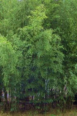 Bisset Bamboo (Phyllostachys Bissetii) - 3 Gallon Pot (2-4') 15 Bisset Bamboo (Phyllostachys Bissetii) - 3 Gallon Pot (2-4') -Garden Care Bamboo Bisettii 5
