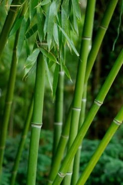 Bisset Bamboo (Phyllostachys Bissetii) - 3 Gallon Pot (2-4') 13 Bisset Bamboo (Phyllostachys Bissetii) - 3 Gallon Pot (2-4') -Garden Care Bamboo Bisettii 7
