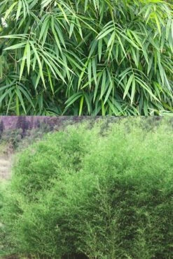 Bisset Bamboo (Phyllostachys Bissetii) - 3 Gallon Pot (2-4') 11 Bisset Bamboo (Phyllostachys Bissetii) - 3 Gallon Pot (2-4') -Garden Care Bamboo Bissets 500x750 1