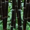 Black Bamboo - Phyllostachys Nigra - 3 Gallon Pot (Multi Cane: 4-6'+)