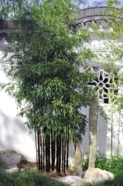 Black Bamboo - Phyllostachys Nigra - 3 Gallon Pot (Single Cane: 2-4') -Garden Care Bamboo Black 51 3