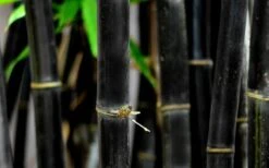Black Bamboo - Phyllostachys Nigra - 3 Gallon Pot (Single Cane: 2-4') -Garden Care Bamboo Black 53 3