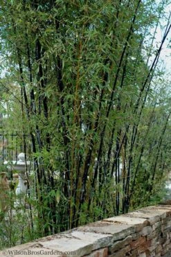 Black Bamboo - Phyllostachys Nigra - 3 Gallon Pot (Single Cane: 4-6'+) -Garden Care Bamboo Black 55