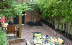 Black Bamboo - Phyllostachys Nigra - 3 Gallon Pot (Multi-Cane: 2 To 4' Tall) -Garden Care Bamboo Black 58 2