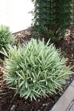 Dwarf White Stripe Bamboo - Pleioblastus Fortunei - 1 Gallon Pot -Garden Care Bamboo Dwarf White Stripe 1