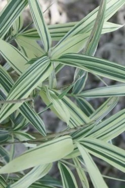 Dwarf White Stripe Bamboo - Pleioblastus Fortunei - 1 Gallon Pot -Garden Care Bamboo Dwarf White Stripe 7