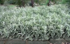 Dwarf White Stripe Bamboo - Pleioblastus Fortunei - 1 Gallon Pot -Garden Care Bamboo Dwarf White Stripe 9