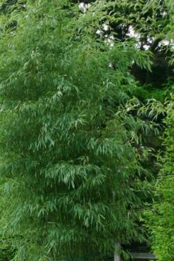 Elegant Bamboo - Phyllostachys Elegans - 3 Gallon Pot -Garden Care Bamboo Elegant 5