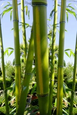 Flavescens Inversa Bamboo (Phyllostachys Aurea) - 3 Gallon Pot (4-6') 13 Flavescens Inversa Bamboo (Phyllostachys Aurea) - 3 Gallon Pot (4-6') -Garden Care Bamboo Flavescens Inversa 11 1