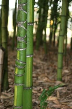 Flavescens Inversa Bamboo (Phyllostachys Aurea) - 3 Gallon Pot (2-4') -Garden Care Bamboo Flavescens Inversa 13