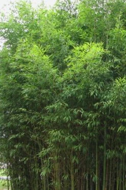 Flavescens Inversa Bamboo (Phyllostachys Aurea) - 3 Gallon Pot (2-4') -Garden Care Bamboo Flavescens Inversa
