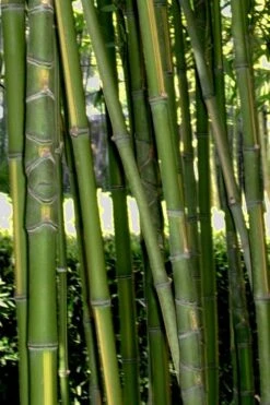 Flavescens Inversa Bamboo (Phyllostachys Aurea) - 3 Gallon Pot (2-4') -Garden Care Bamboo Flavescens Inversa Rev 500x750 1