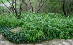 Giant Leaf Bamboo - Indocalamus Tessellatus - 3 Gallon Pot -Garden Care Bamboo Giant Leaf 53