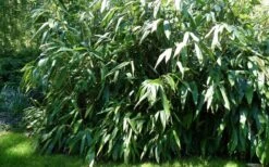 Giant Leaf Bamboo - Indocalamus Tessellatus - 3 Gallon Pot -Garden Care Bamboo Giant Leaf 54