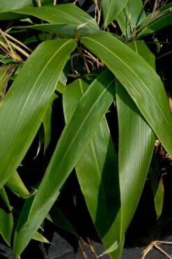 Giant Leaf Bamboo - Indocalamus Tessellatus - 3 Gallon Pot -Garden Care Bamboo Giant Leaf 55