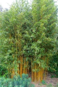 Gold Vivax Giant Timber Bamboo (Green Stripe Bamboo) - Phyllostachys Vivax 'Aureocaulis' - 3 Gallon Pot (4-6') -Garden Care Bamboo Gold Vivax 2 1