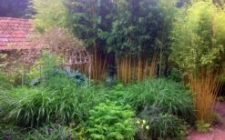 Gold Vivax Giant Timber Bamboo (Green Stripe Bamboo) - Phyllostachys Vivax 'Aureocaulis' - 3 Gallon Pot (4-6') -Garden Care Bamboo Gold Vivax 6 1