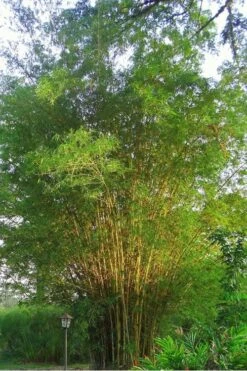 Golden Fishpole Bamboo - Phyllostachys Aurea - 3 Gallon Pot (4-6') -Garden Care Bamboo Golden 10
