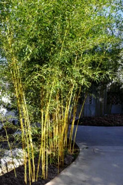 Golden Fishpole Bamboo - Phyllostachys Aurea - 3 Gallon Pot (4-6') -Garden Care Bamboo Golden 11