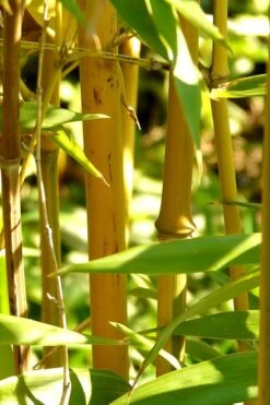 Golden Fishpole Bamboo - Phyllostachys Aurea - 3 Gallon Pot (4-6') -Garden Care Bamboo Golden 13