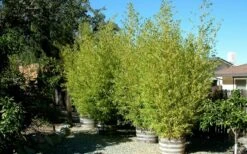 Golden Fishpole Bamboo - Phyllostachys Aurea - 3 Gallon Pot (4-6') -Garden Care Bamboo Golden 15