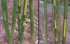 Flavescens Inversa Bamboo (Phyllostachys Aurea) - 3 Gallon Pot (4-6') 12 Flavescens Inversa Bamboo (Phyllostachys Aurea) - 3 Gallon Pot (4-6') -Garden Care Bamboo Golden Fish Pole 2 1