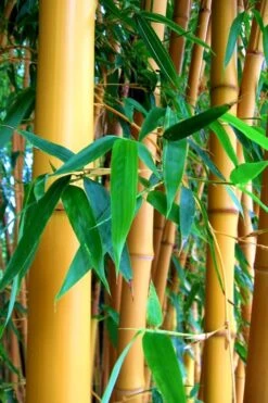 True Gold Golden Fish Pole Bamboo (Phyllostachys Aurea 'Holochrysa') - 3 Gallon Pot -Garden Care Bamboo Golden Golden 23 500x750 1