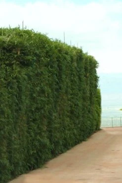 Graceful Bamboo (Slender Weavers) - Bambusa Textilis 'Gracilis' - 2 Gallon Pot 13 Graceful Bamboo (Slender Weavers) - Bambusa Textilis 'Gracilis' - 2 Gallon Pot -Garden Care Bamboo Graceful 1