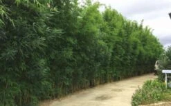 Graceful Bamboo (Slender Weavers) - Bambusa Textilis 'Gracilis' - 2 Gallon Pot 10 Graceful Bamboo (Slender Weavers) - Bambusa Textilis 'Gracilis' - 2 Gallon Pot -Garden Care Bamboo Graceful 6