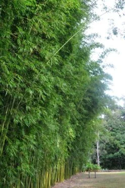 Graceful Bamboo (Slender Weavers) - Bambusa Textilis 'Gracilis' - 2 Gallon Pot 11 Graceful Bamboo (Slender Weavers) - Bambusa Textilis 'Gracilis' - 2 Gallon Pot -Garden Care Bamboo Graceful 9