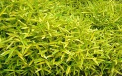Dwarf Green Stripe Bamboo (Pleioblastus Viridistriatus) - 1 Gallon Pot 11 Dwarf Green Stripe Bamboo (Pleioblastus Viridistriatus) - 1 Gallon Pot -Garden Care Bamboo Green Stripe 11