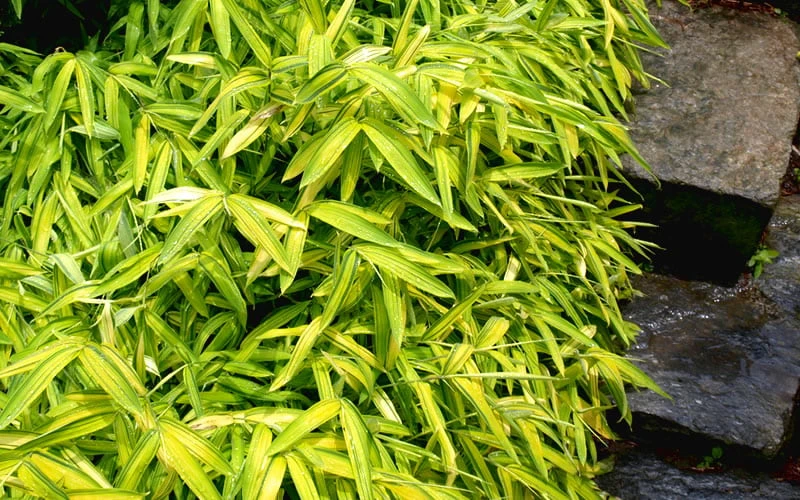 Dwarf Green Stripe Bamboo (Pleioblastus Viridistriatus) - 1 Gallon Pot 7 Dwarf Green Stripe Bamboo (Pleioblastus Viridistriatus) - 1 Gallon Pot - Image 7