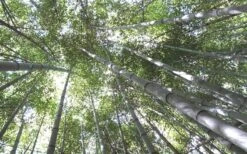 Henon Giant Gray Bamboo - Phyllostachys Nigra 'Henon' - 2 Gallon Pot -Garden Care Bamboo Henon 10