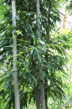Henon Giant Gray Bamboo - Phyllostachys Nigra 'Henon' - 2 Gallon Pot -Garden Care Bamboo Henon 11