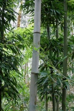Henon Giant Gray Bamboo - Phyllostachys Nigra 'Henon' - 3 Gallon Pot (3-4') -Garden Care Bamboo Henon 12 2