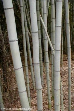 Henon Giant Gray Bamboo - Phyllostachys Nigra 'Henon' - 3 Gallon Pot (3-4') -Garden Care Bamboo Henon 15 2