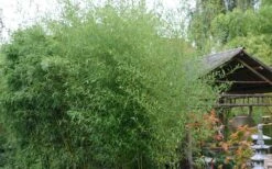 Humilis Hedge Bamboo - Phyllostachys Humilis - 2 Gallon Pot -Garden Care Bamboo Humilis 1