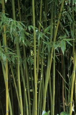 Humilis Hedge Bamboo - Phyllostachys Humilis - 2 Gallon Pot -Garden Care Bamboo Humilis 11