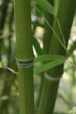 Humilis Hedge Bamboo - Phyllostachys Humilis - 2 Gallon Pot -Garden Care Bamboo Humilis 5