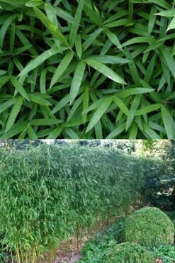 Humilis Hedge Bamboo - Phyllostachys Humilis - 2 Gallon Pot -Garden Care Bamboo Humilis 500x750 1
