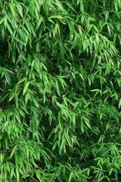 Humilis Hedge Bamboo - Phyllostachys Humilis - 2 Gallon Pot -Garden Care Bamboo Humilis 9