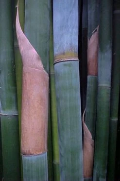 Giant Weavers Royal Bamboo (Wong Chuk) - Bambusa Textilis 'Kanapaha' - 3 Gallon Pot -Garden Care Bamboo Kanapaha 13